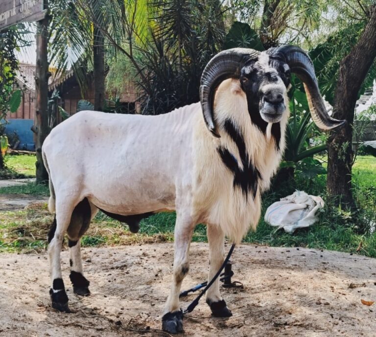 harga hewan qurban