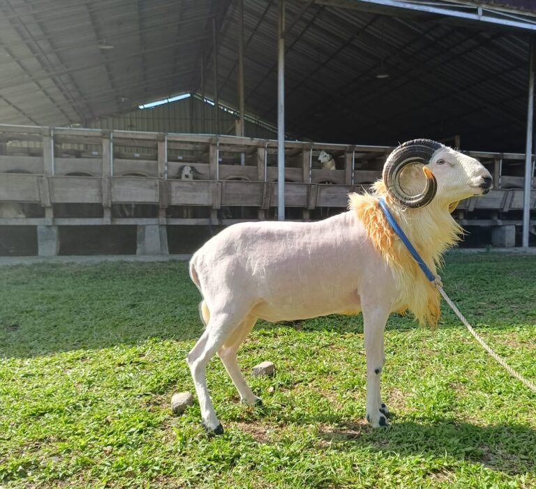 Domba Garut di Bogor