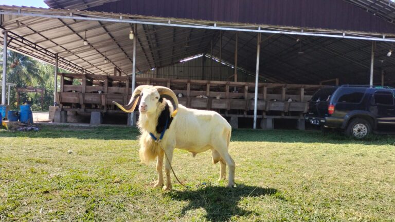 harga kambing aqiqah