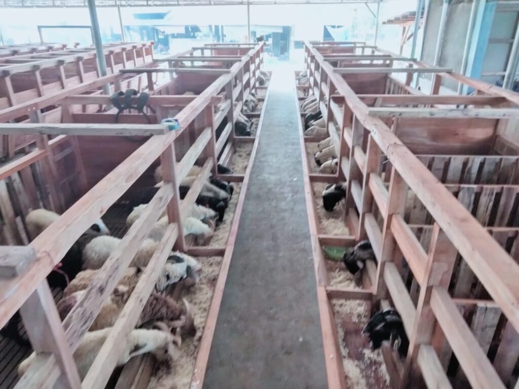 jual indukan domba kambing di bogor