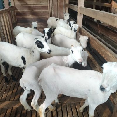 Gambar WhatsApp 2025-11-04 pukul 16.23.38_a945307b